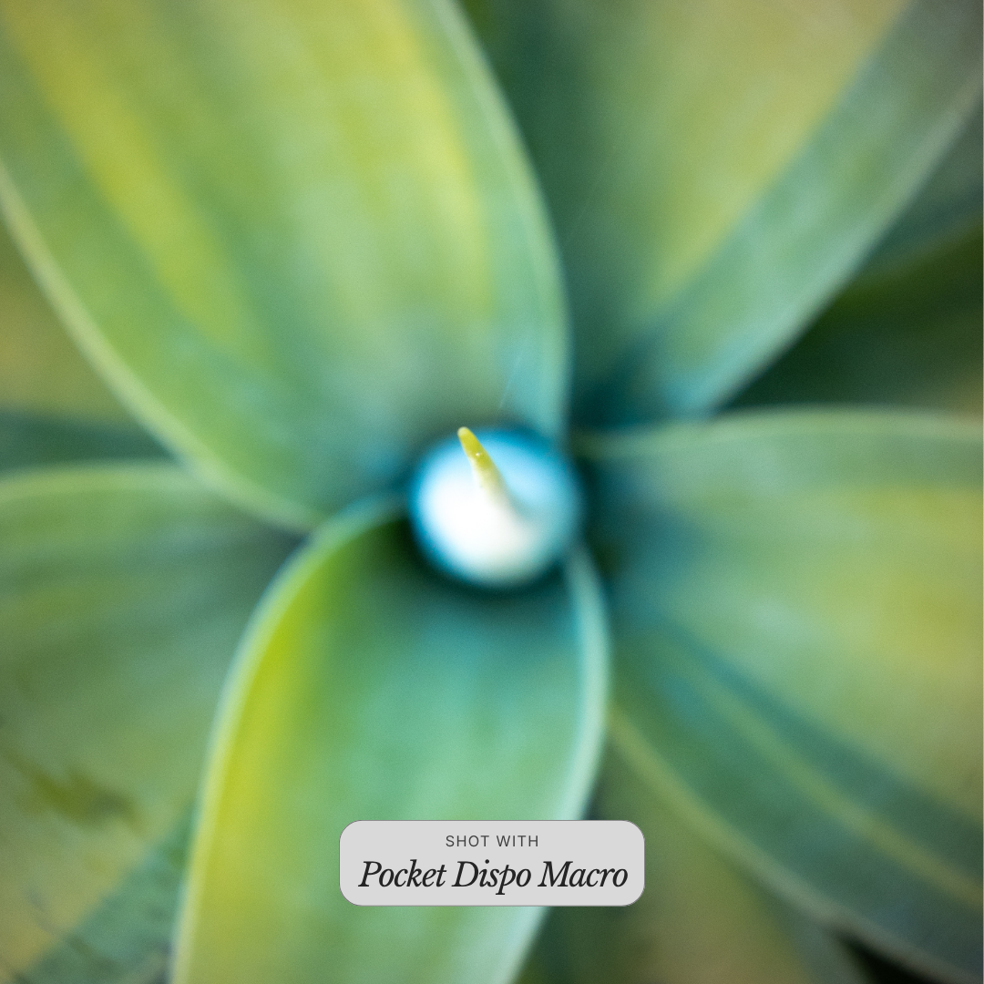 Pocket Dispo Macro