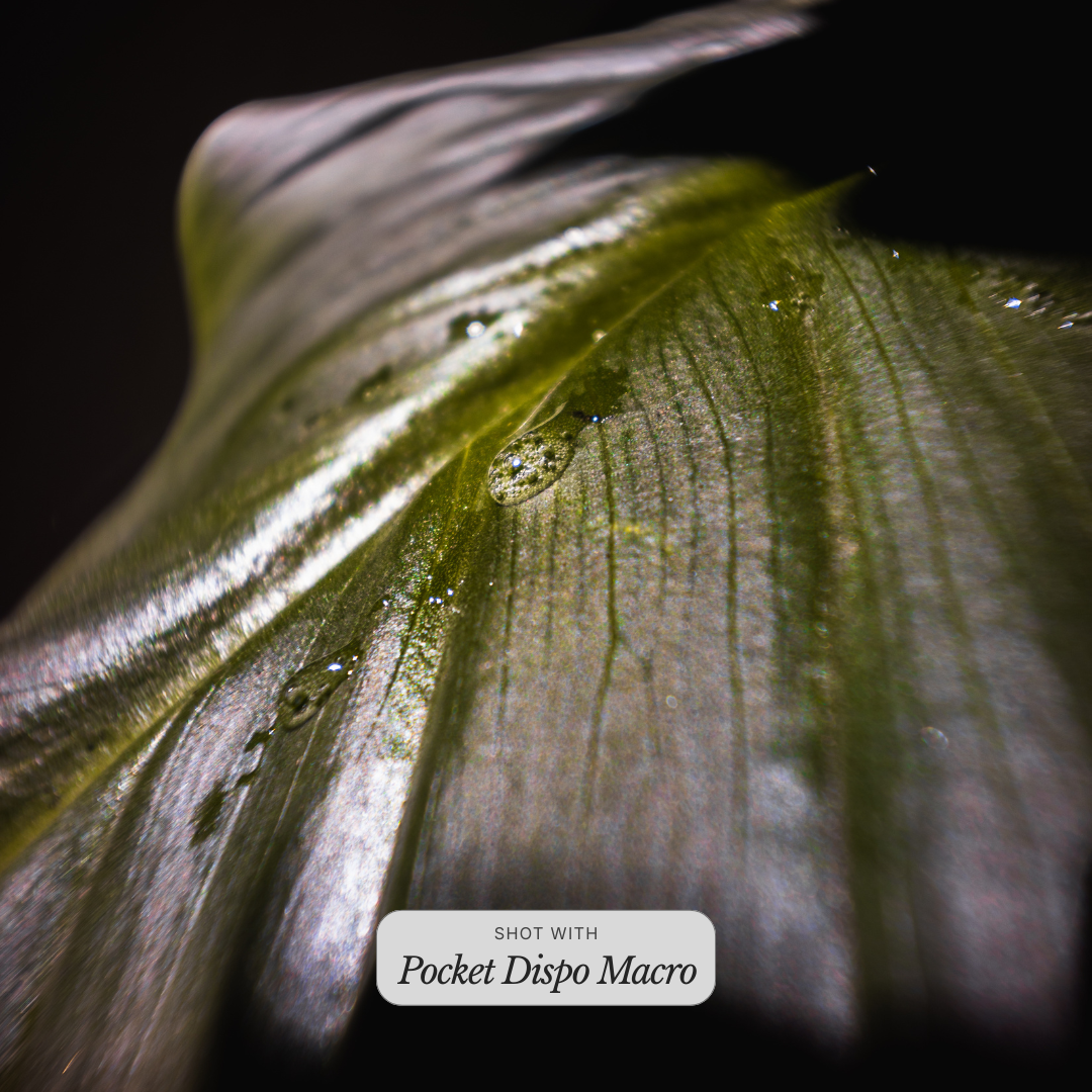 Pocket Dispo Macro