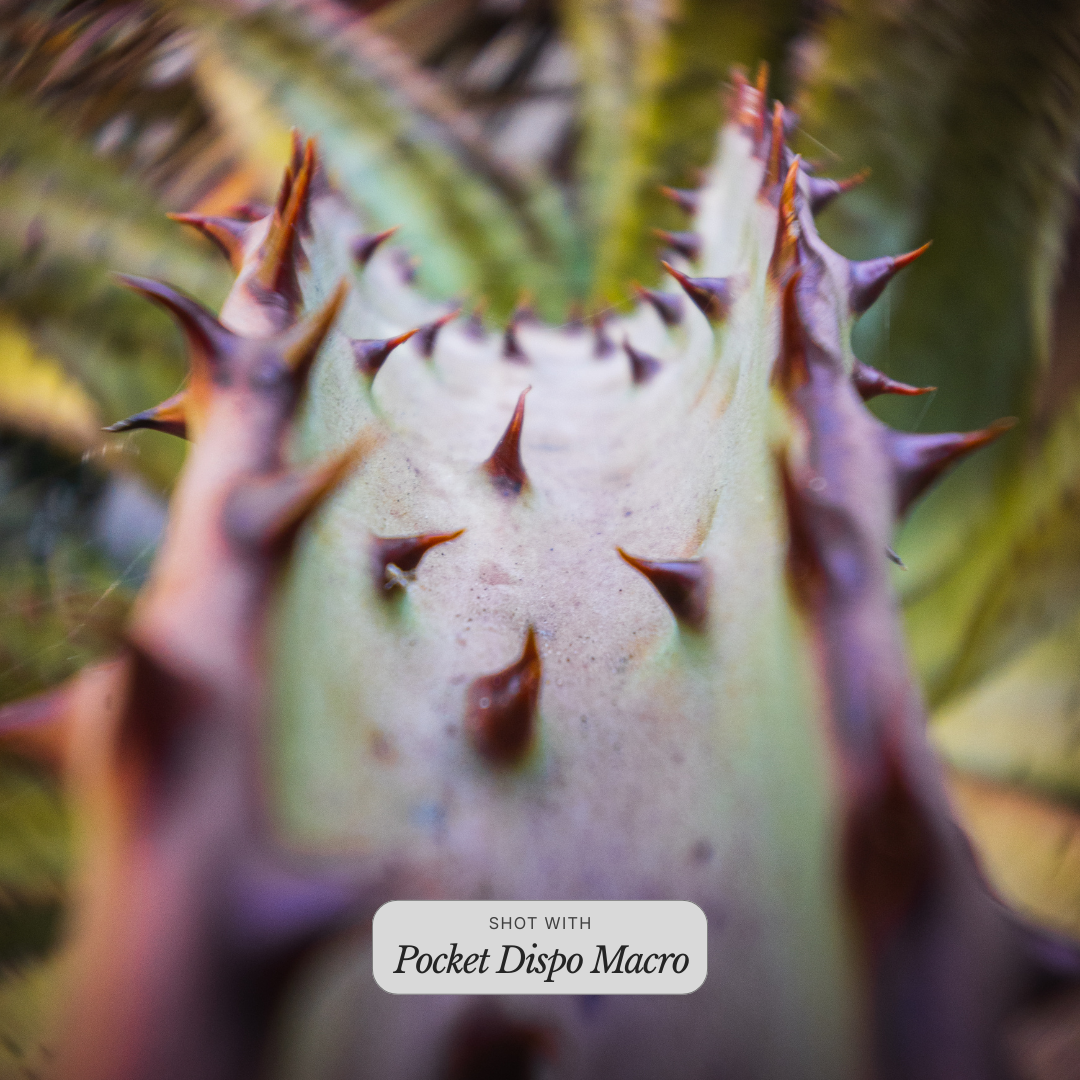 Pocket Dispo Macro